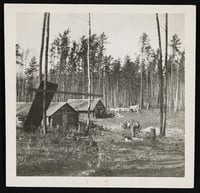 Landscape with stumps and five thing trees in the foreground, with log cabins in the middle ground and unlogged trees in the background